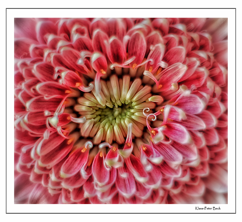 Gerbera