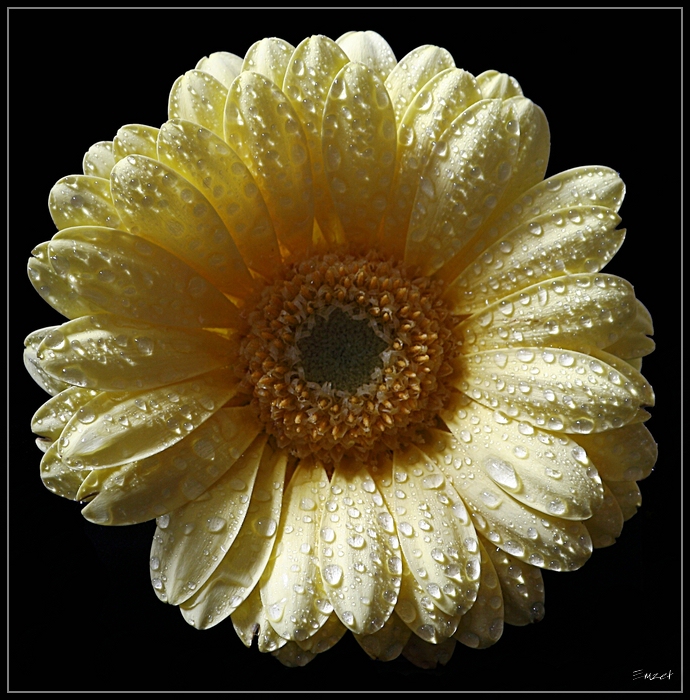 Gerbera