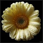 Gerbera