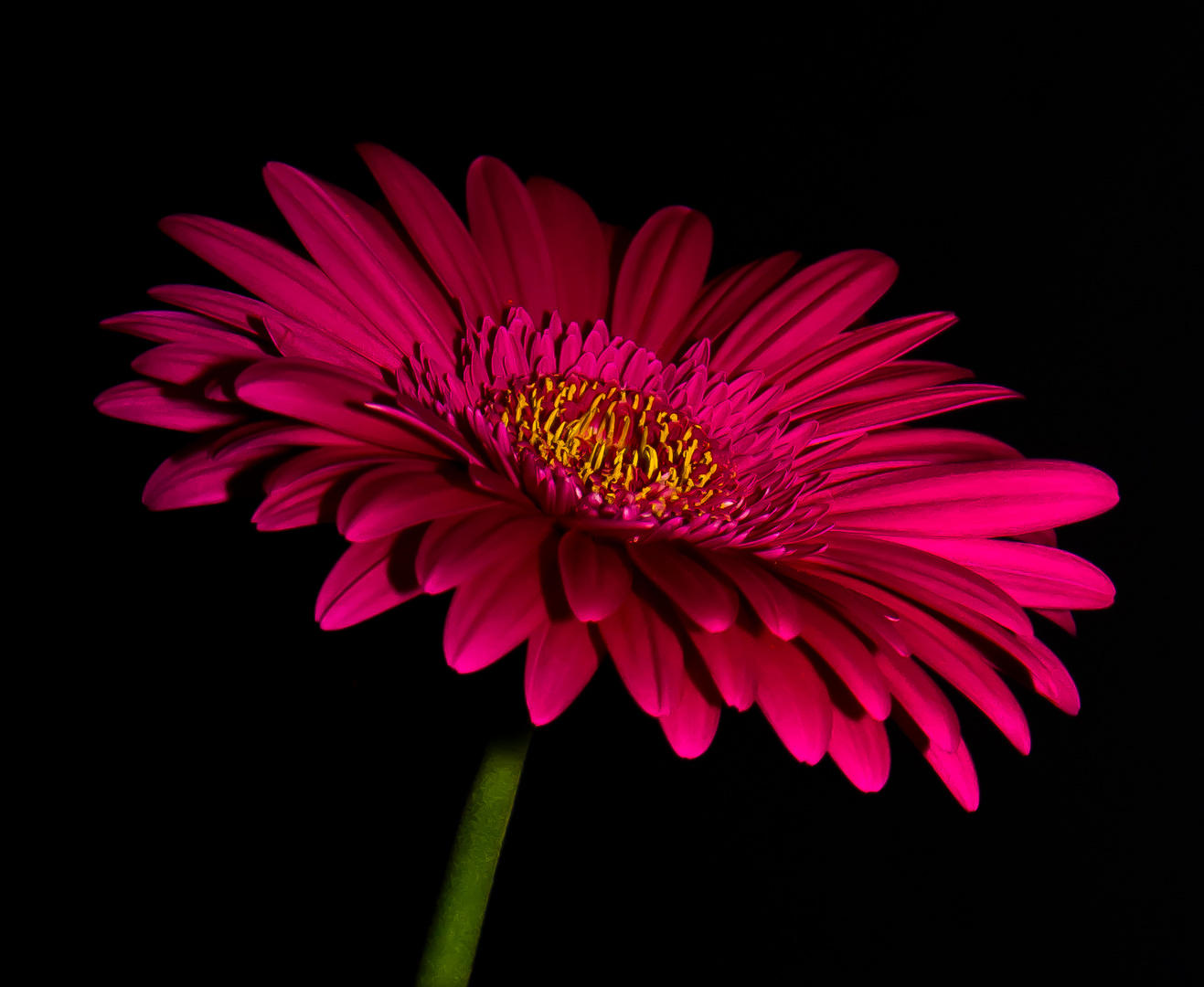 Gerbera