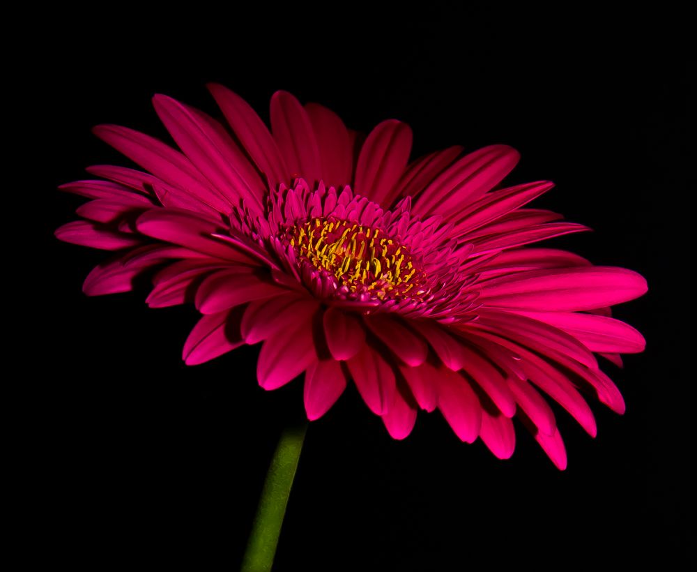 Gerbera von SteveR 