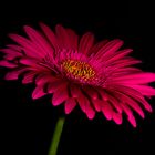 Gerbera