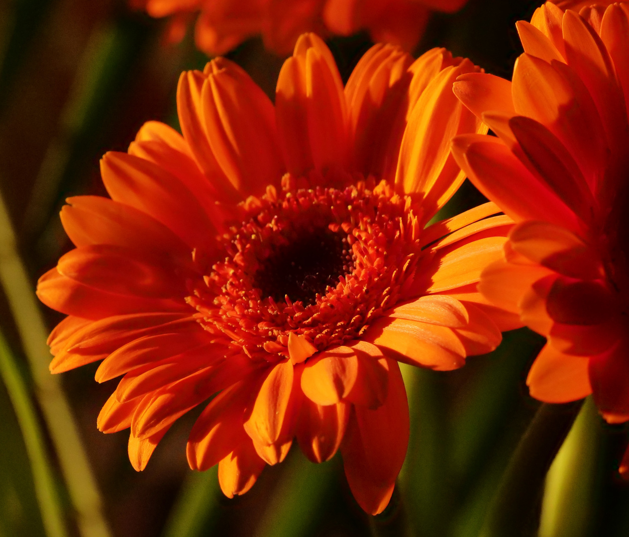 Gerbera