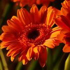 Gerbera