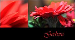 Gerbera