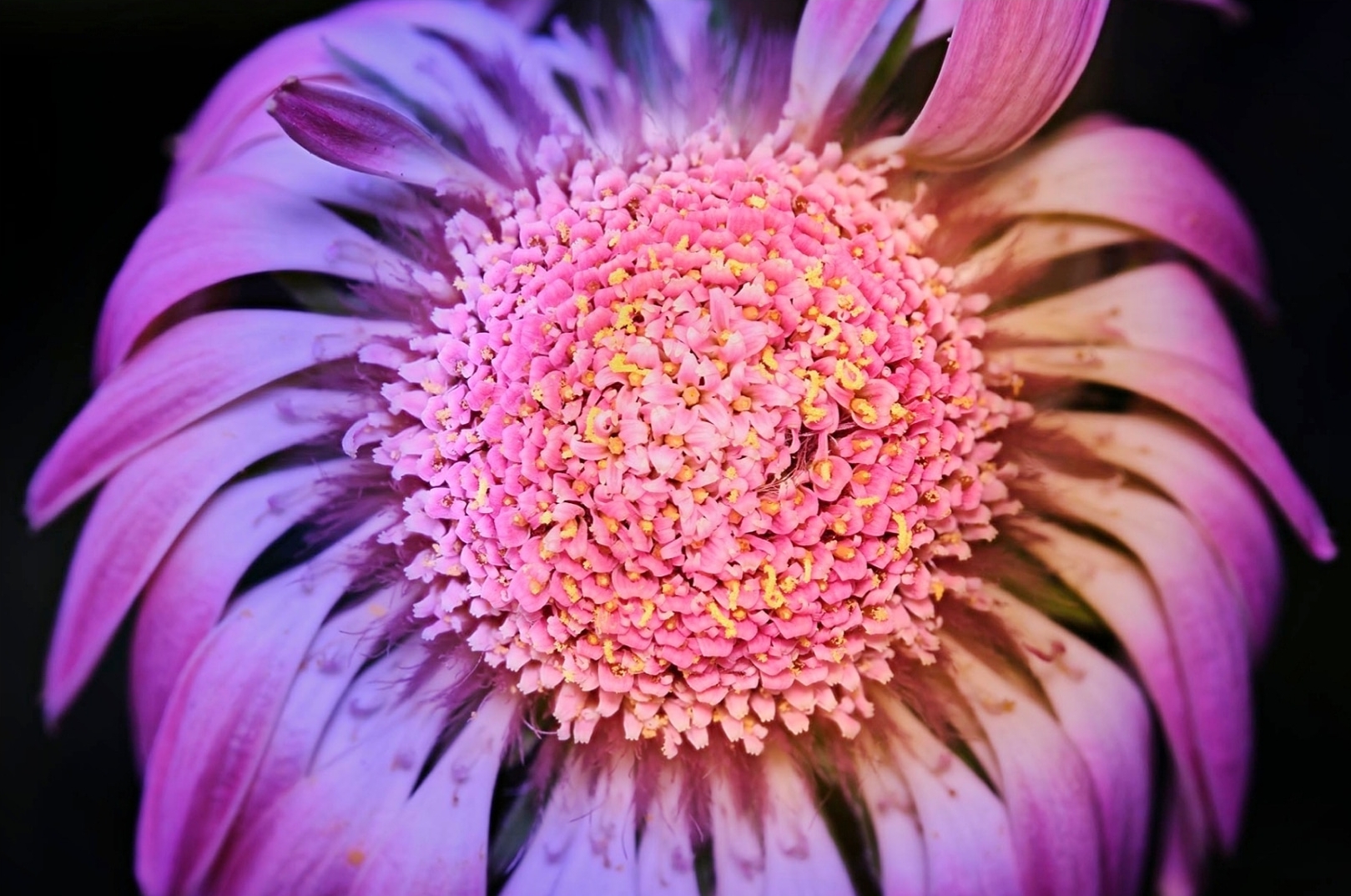 Gerbera