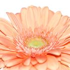 Gerbera