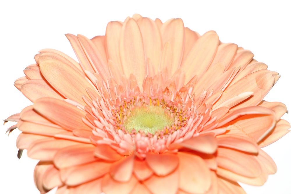 Gerbera