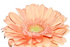 Gerbera