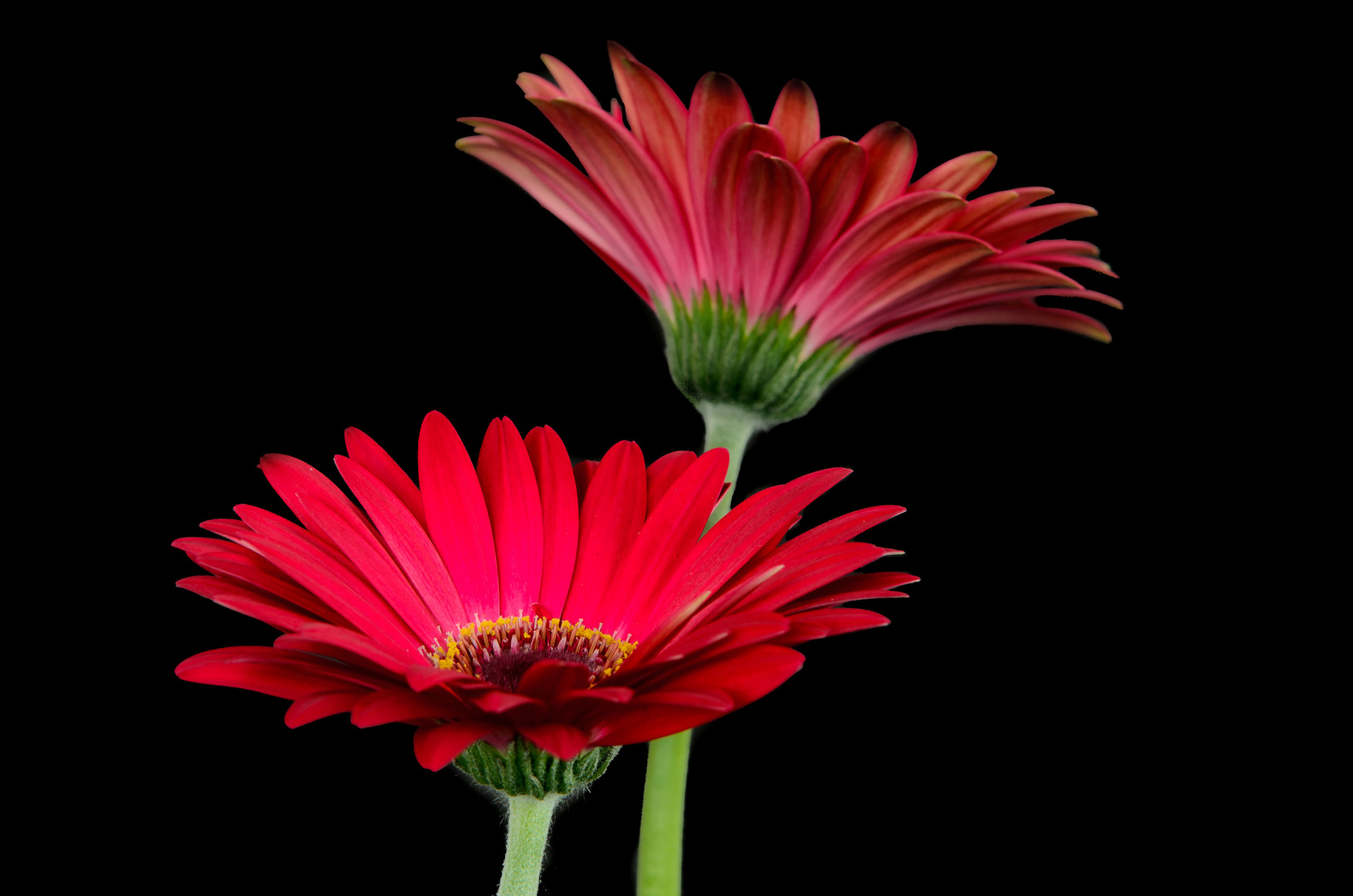 Gerbera