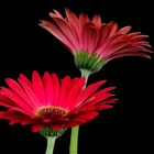 Gerbera