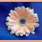 gerbera