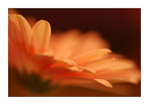 Gerbera