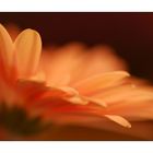 Gerbera