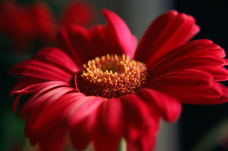 Gerbera