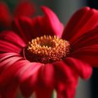 Gerbera