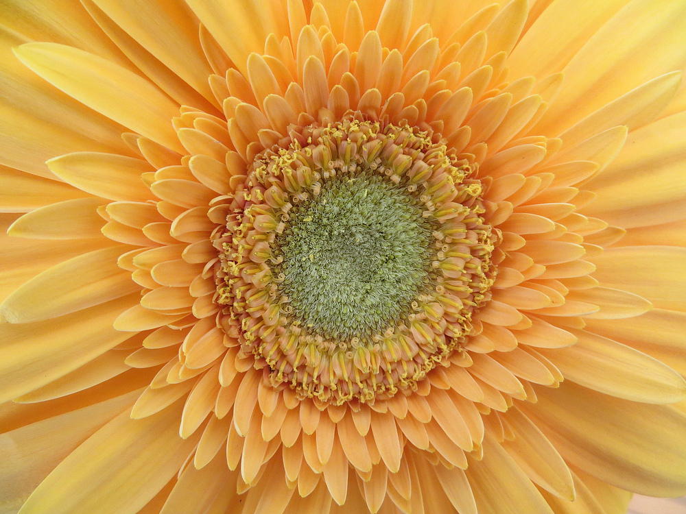 Gerbera