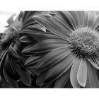 Gerbera