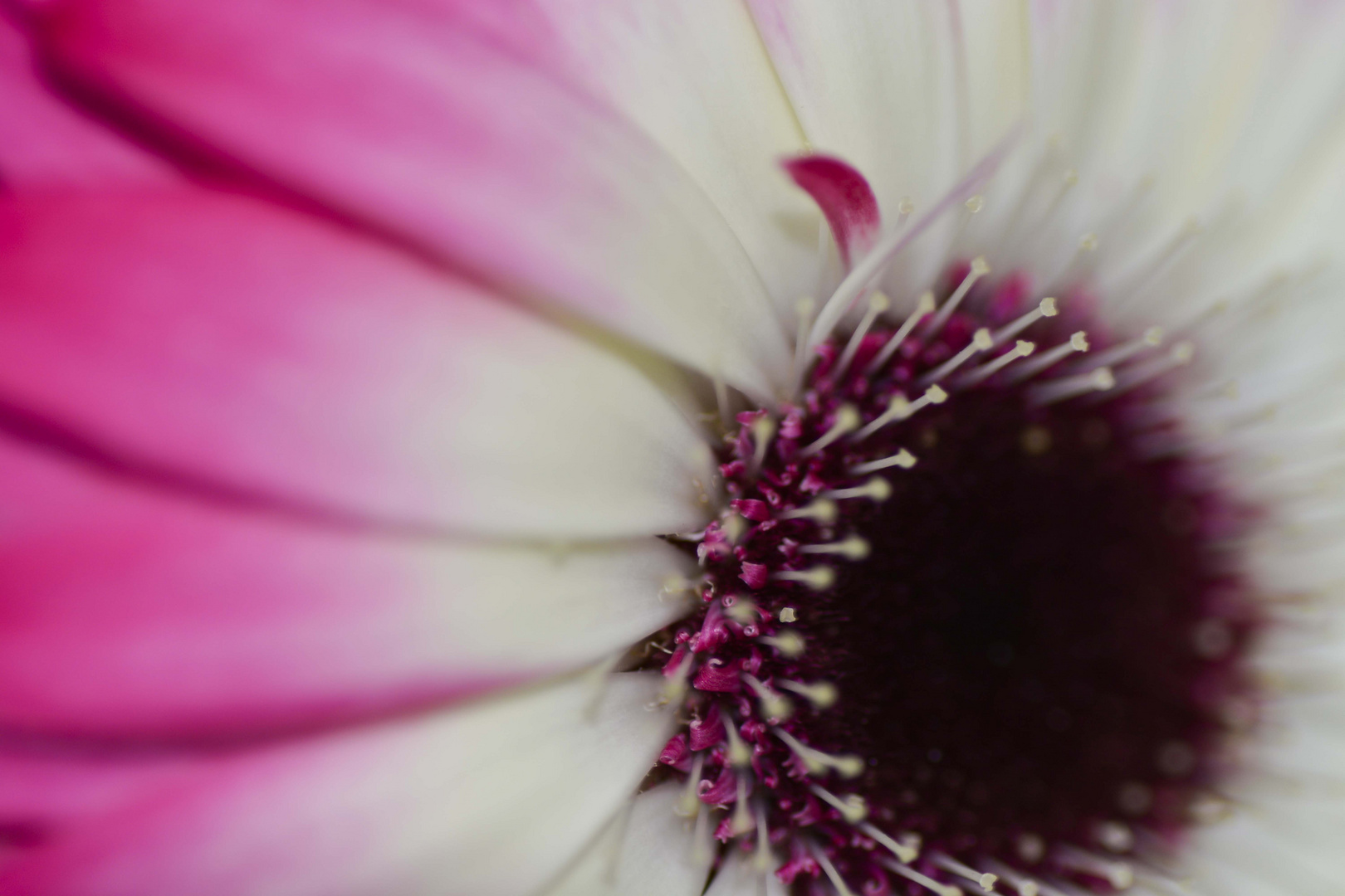 Gerbera