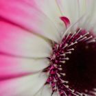 Gerbera