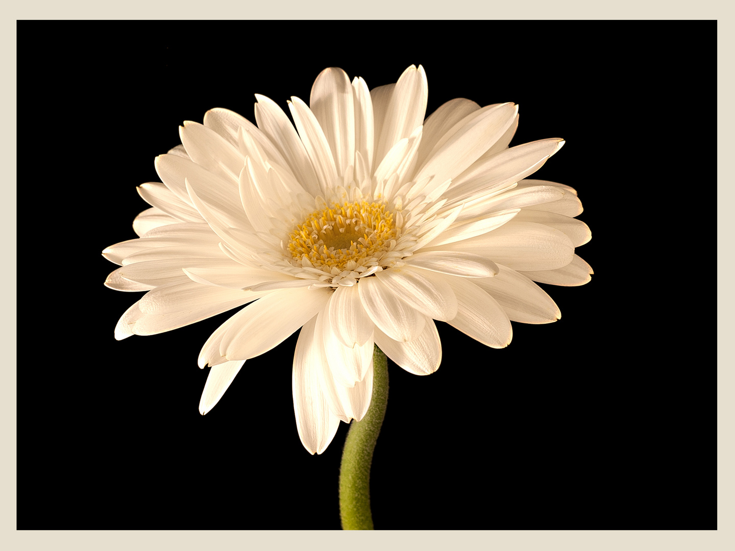 Gerbera