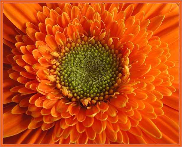 Gerbera