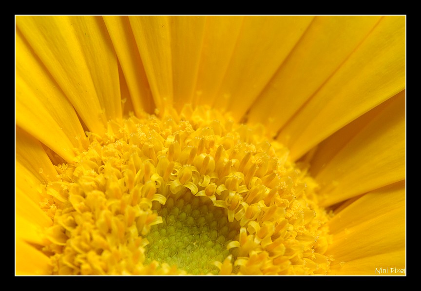 Gerbera couleur soleil...