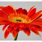 *Gerbera*