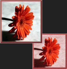 Gerbera