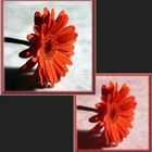 Gerbera