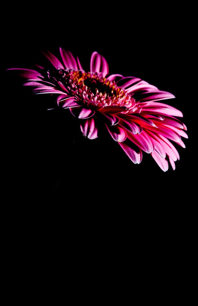 Gerbera