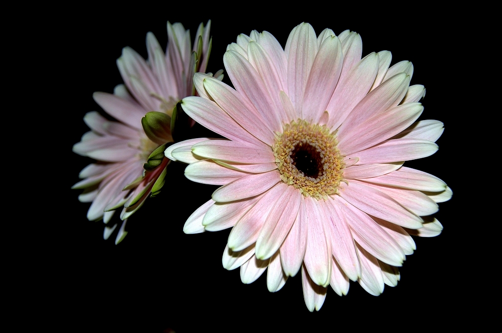 Gerbera