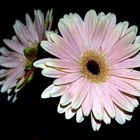 Gerbera