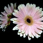 Gerbera