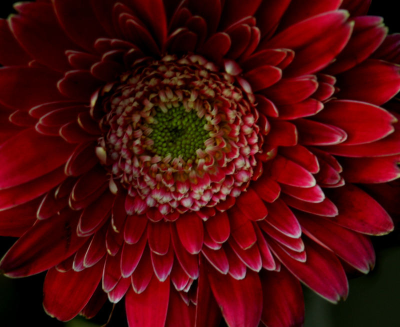 gerbera