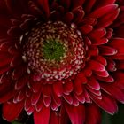 gerbera