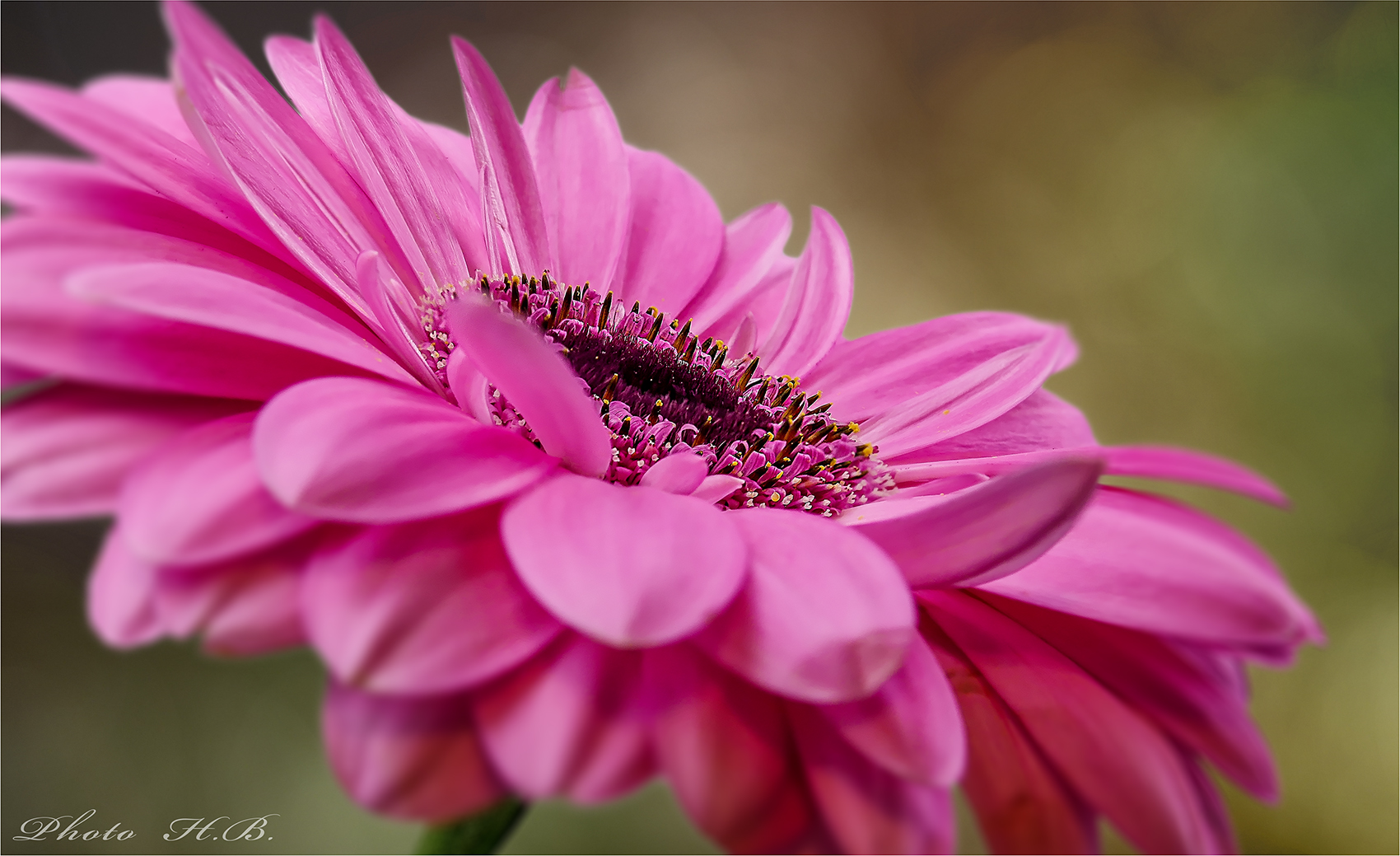 GERBERA