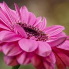 GERBERA