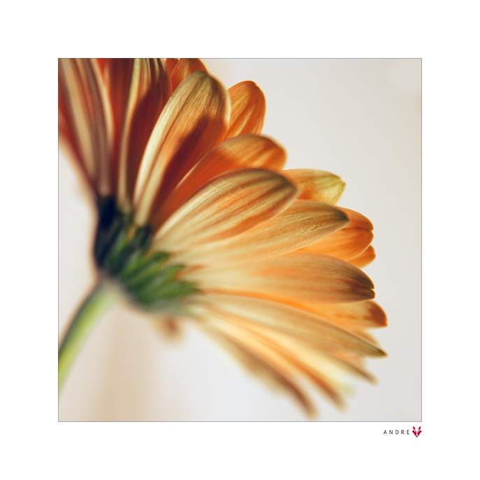 GERBERA