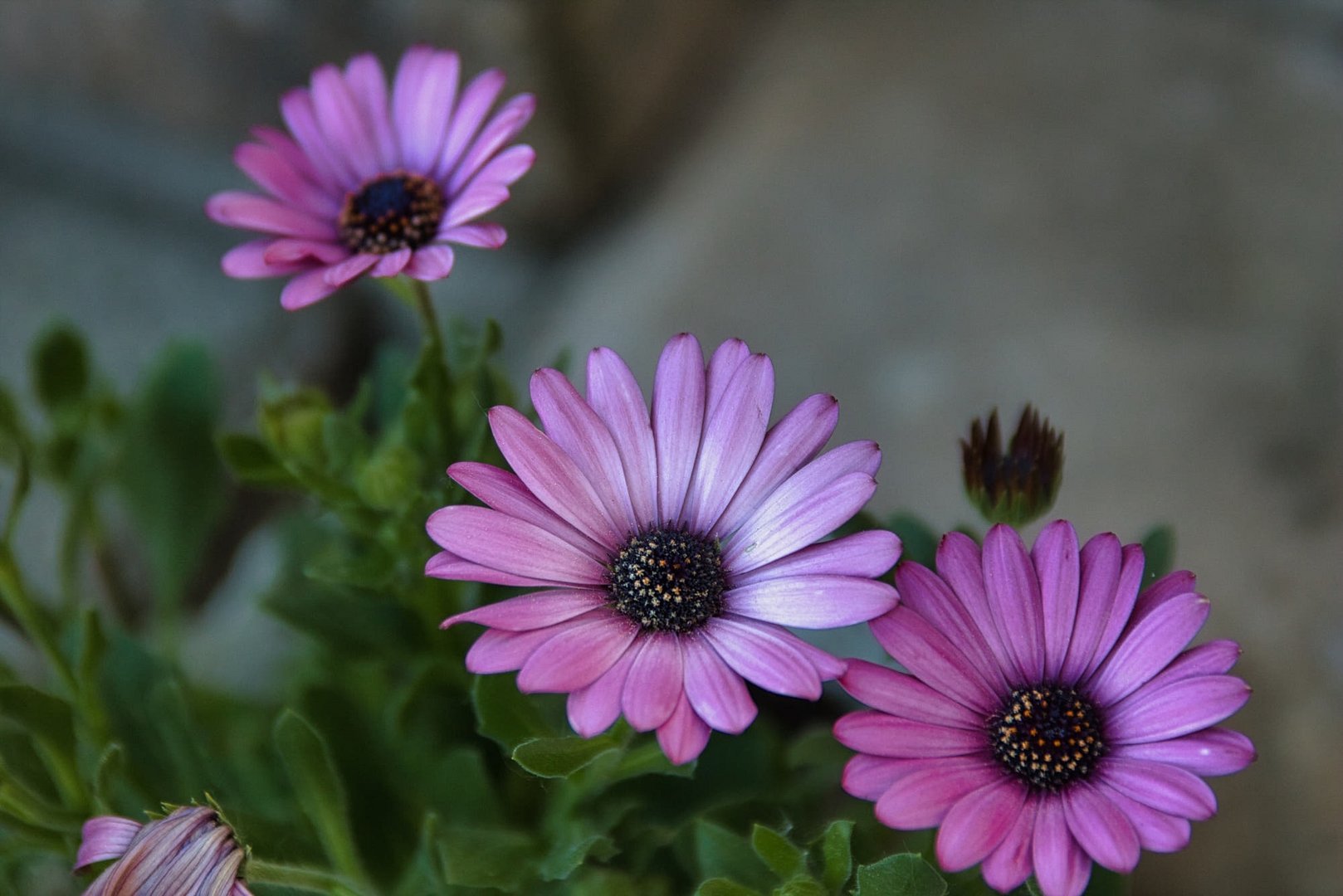 Gerbera