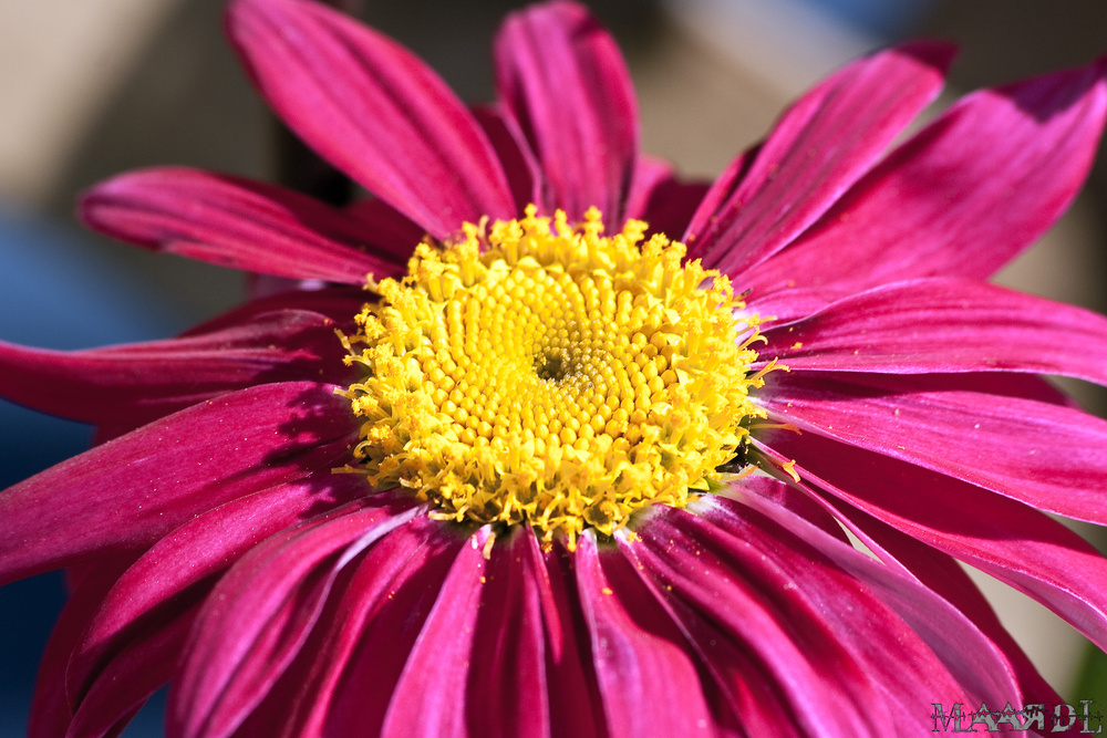 Gerbera