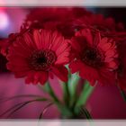 Gerbera