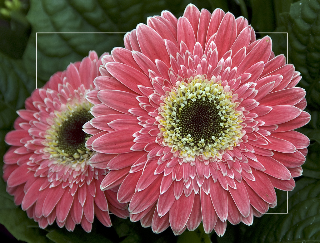 Gerbera