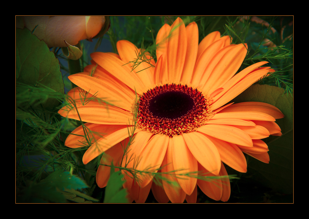 Gerbera