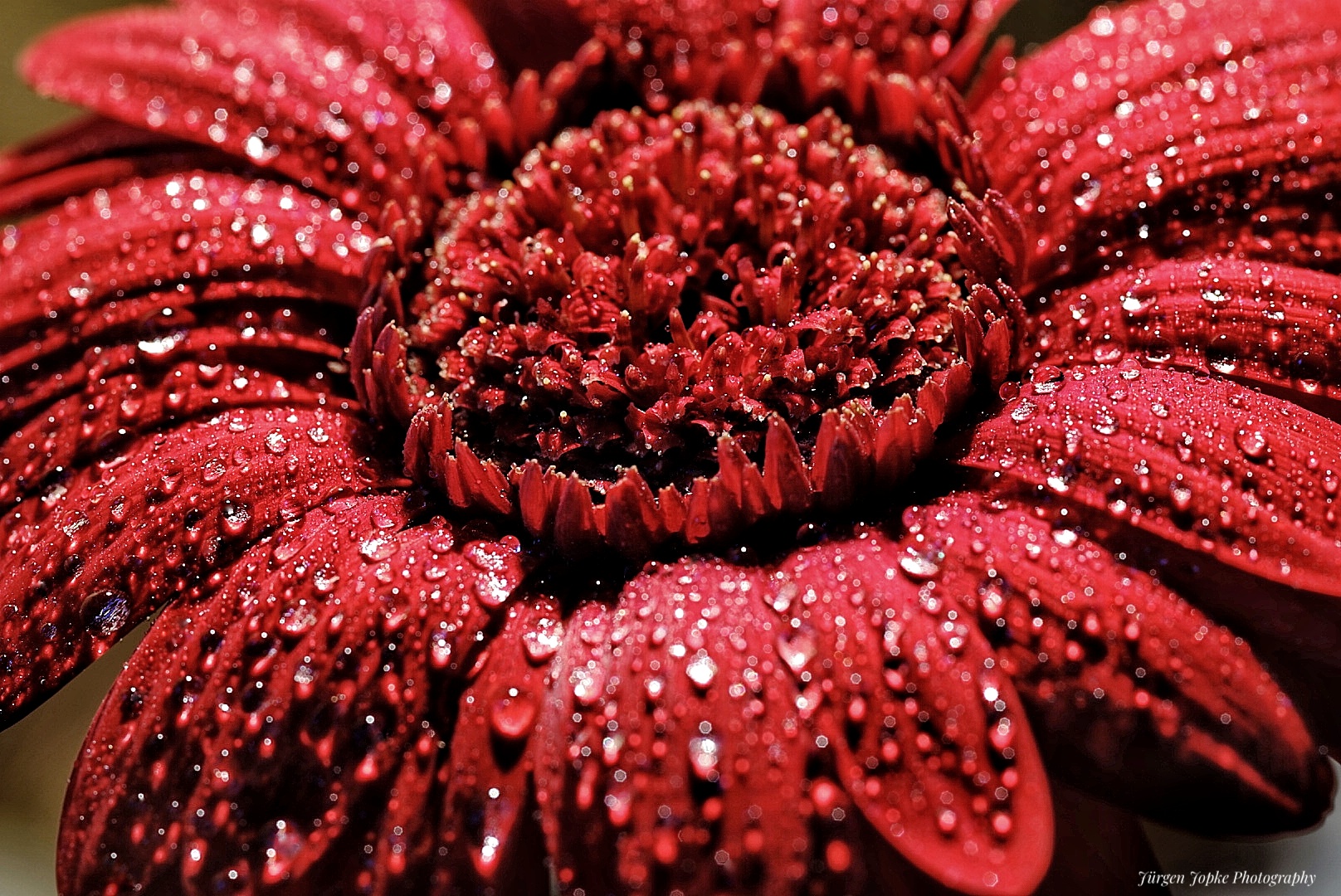 "Gerbera"