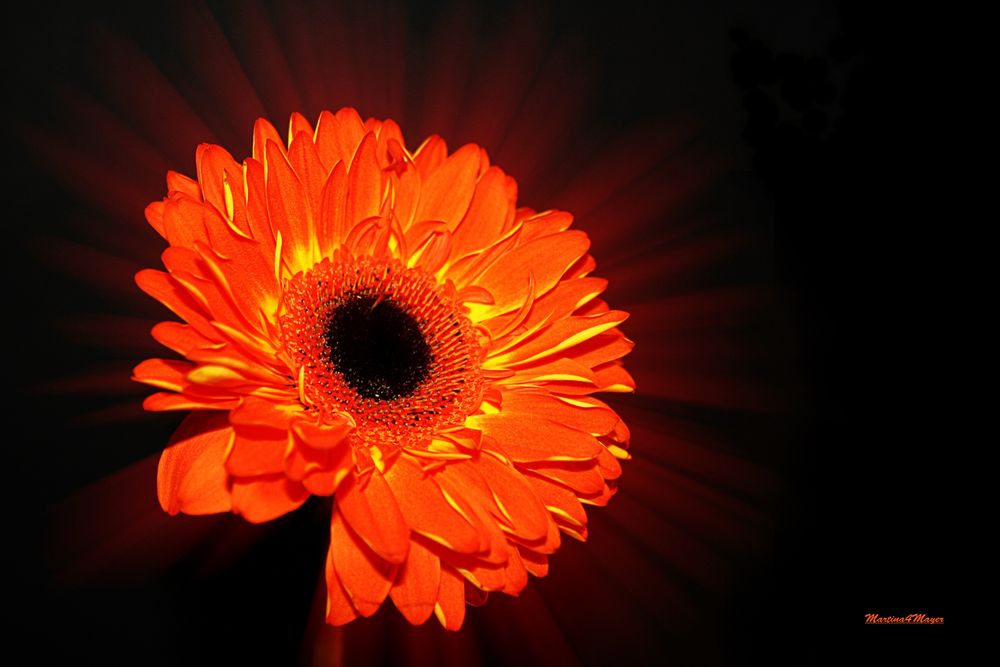 Gerbera