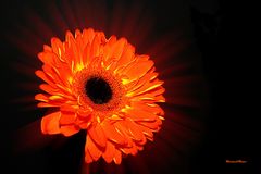 Gerbera