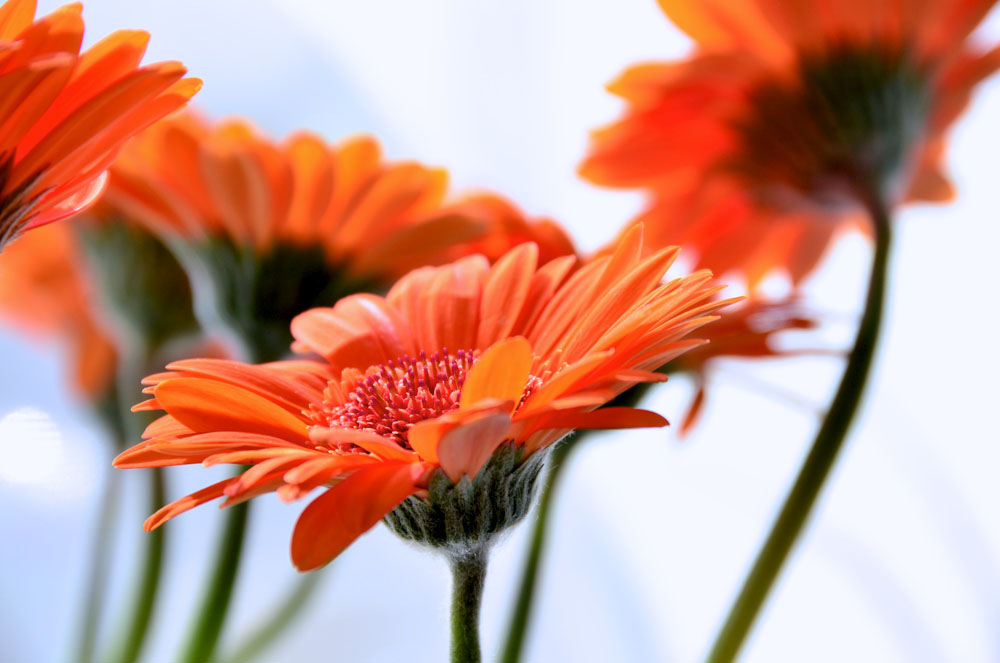 Gerbera