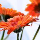 Gerbera