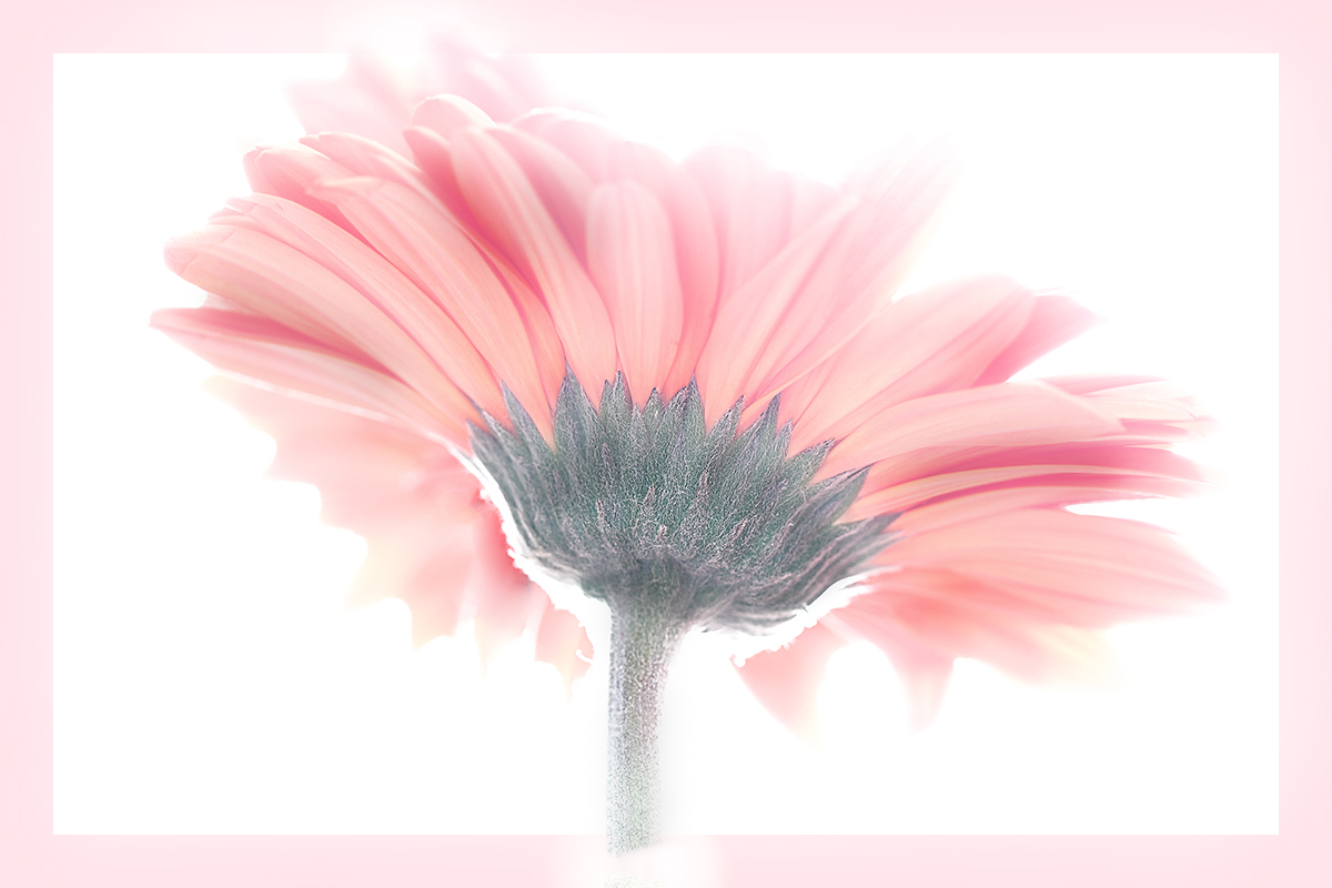 Gerbera 